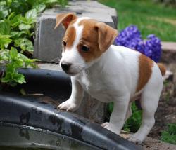 Jack russell terrier with deals tail