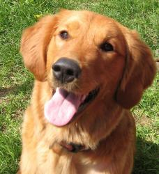 Irish water spaniel clearance golden retriever mix