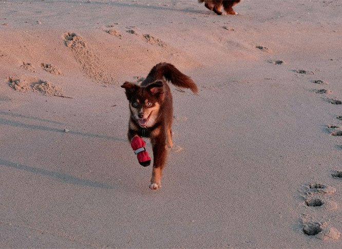Two happy puppies walking together outside