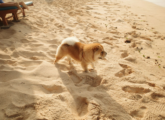 A brown chow-chow on a beach