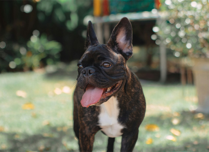 A brownish french bull dog