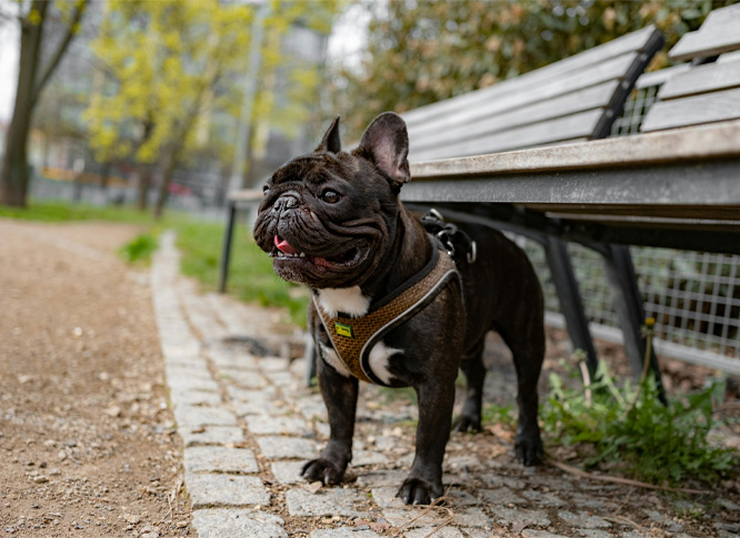 A brown French bulldog standing by a sitting bench in a park