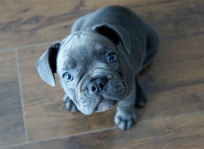 A grey French bulldog puppy