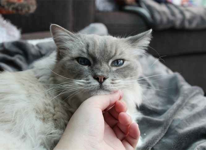 A grey pretty cat on a bed