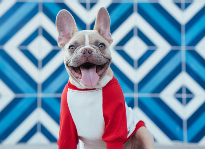 A happy french bulldog wearing a tshirt