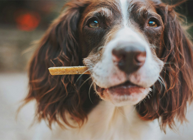 dog grabbing its treat in its mouth