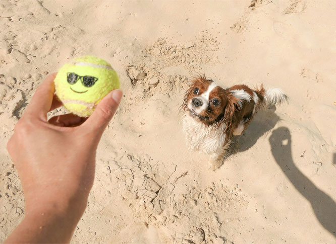 Owner playing with his small dog with tennis ball on a beach