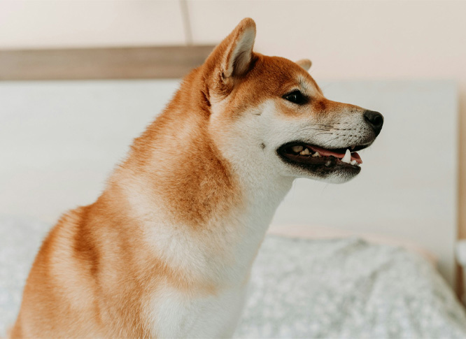 brown dog on a bed