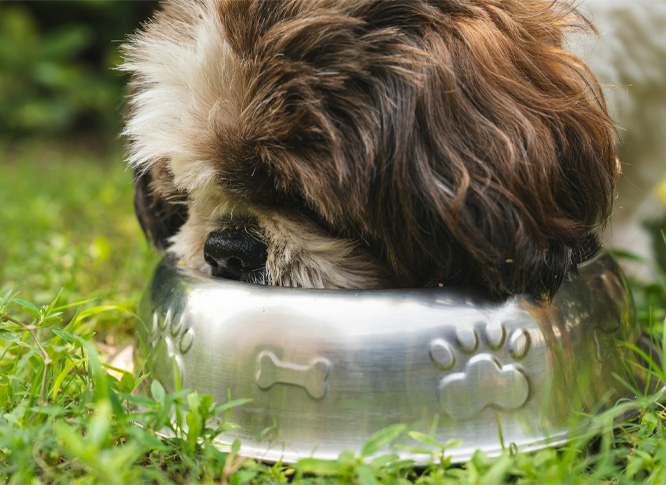 A ruby and white color dog eating from a steel bowl