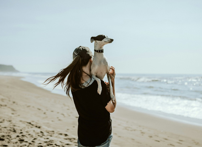 dog with owner on a beach