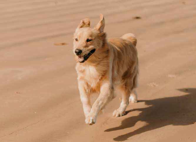 A happy brown dog running on beach