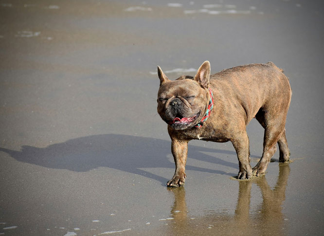 A happy French bull dog on a beach