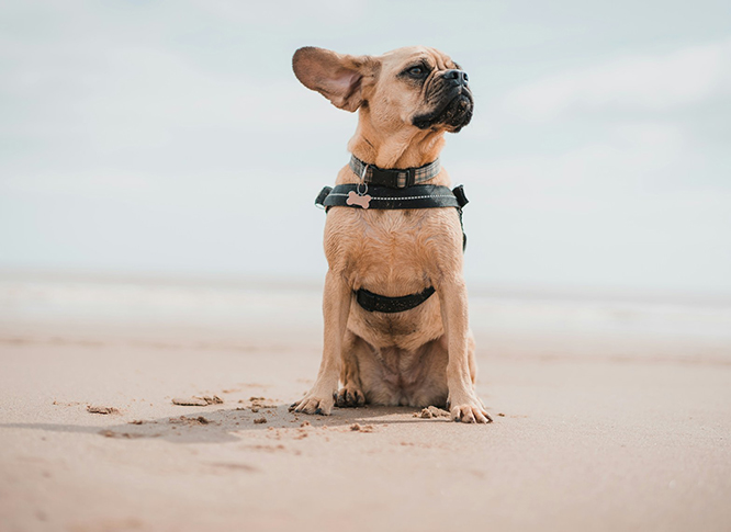 A small dog with floppy ears and a harness sits on a sandy beach, looking sideways.