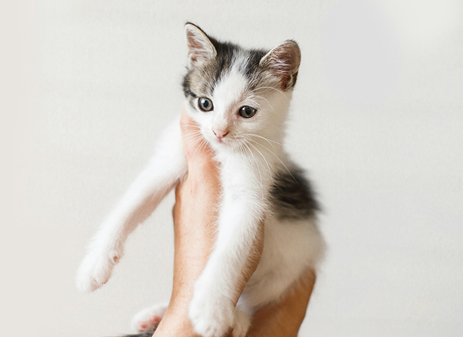 A small, white and gray kitten with wide eyes is gently held in a hand against a plain background.